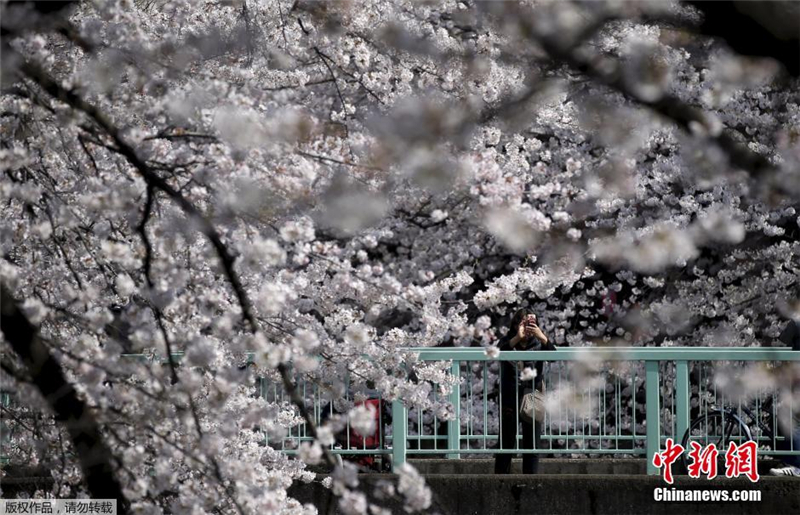 Sous un ciel de cerisiers en fleurs à Tokyo