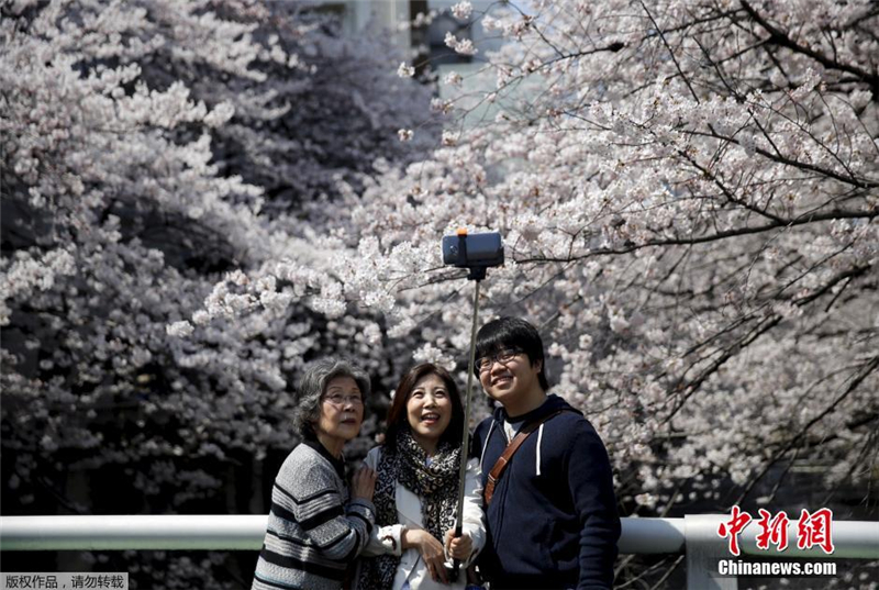 Sous un ciel de cerisiers en fleurs à Tokyo