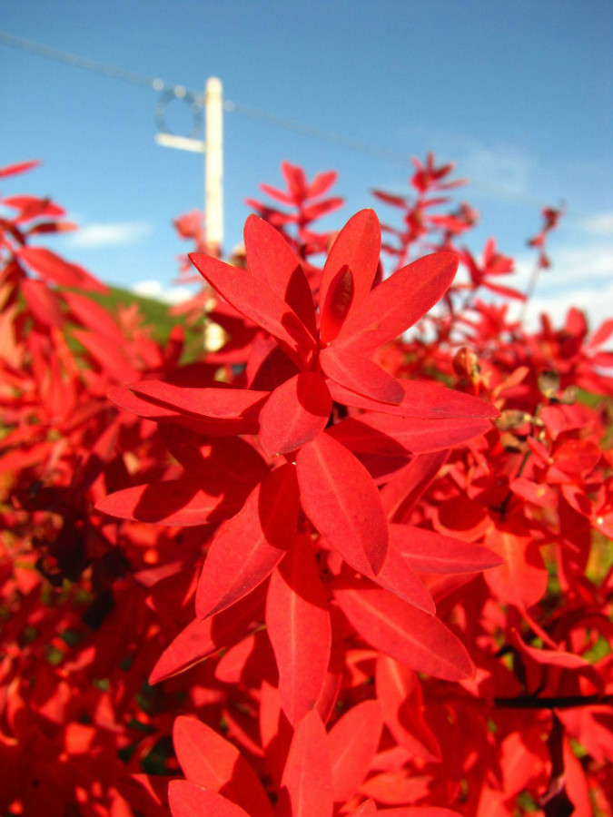 La stellerine à fleurs terminales qui pousse dans les champs de Shangri-la en automne leur donne une teinte écarlate.