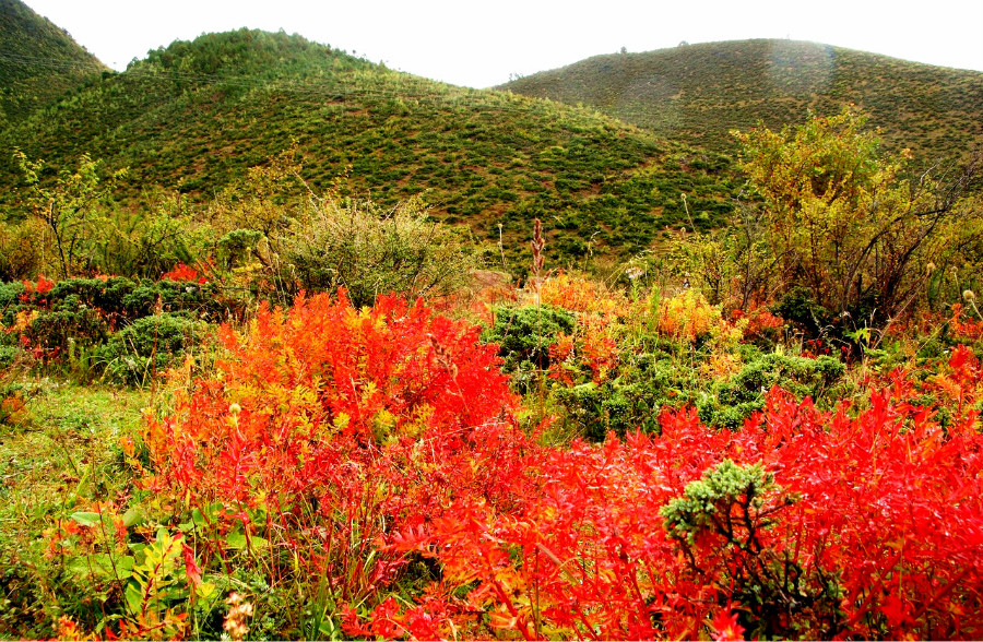 Shangri-la en automne : les prairies teintées de rouge