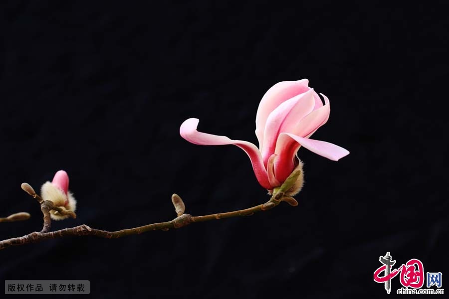 Shandong : les fleurs de magnolia accueillent le printemps