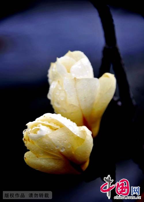 Shandong : les fleurs de magnolia accueillent le printemps