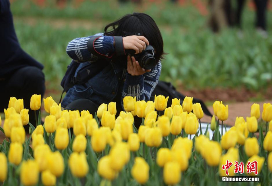 Le 13 mars, 600 000 tulipes d'espèces rares originaires des Pays-Bas fleurissent dans le Parc botanique et forestier de la province du Hunan.