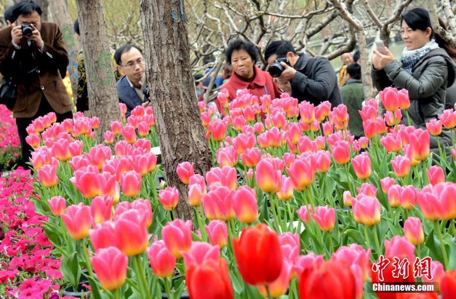 Hunan : 600 000 tulipes en plein centre-ville