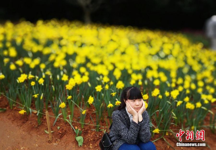 Hunan : 600 000 tulipes en plein centre-ville