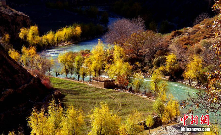 Les feuilles rouges de l'automne dans la province du Sichuan