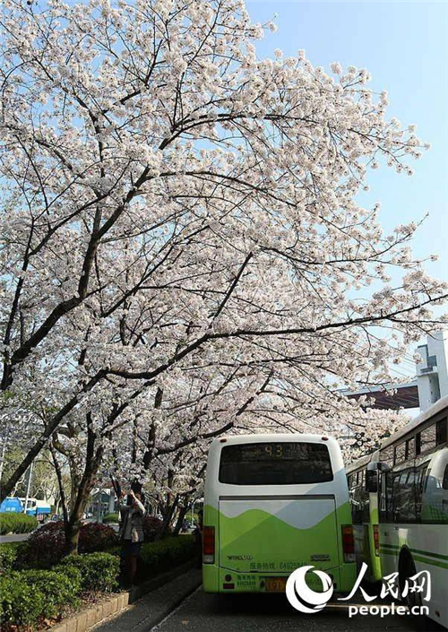 Shanghai : un arrêt de bus sous un ciel de cerisiers en fleurs