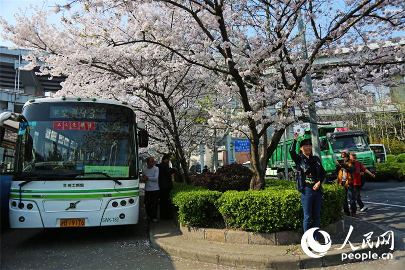 Shanghai : un arrêt de bus sous un ciel de cerisiers en fleurs