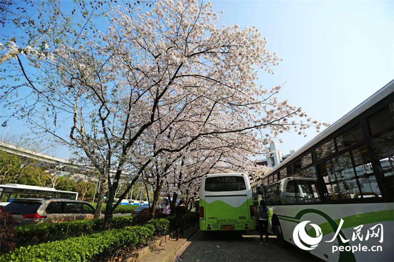 Shanghai : un arrêt de bus sous un ciel de cerisiers en fleurs