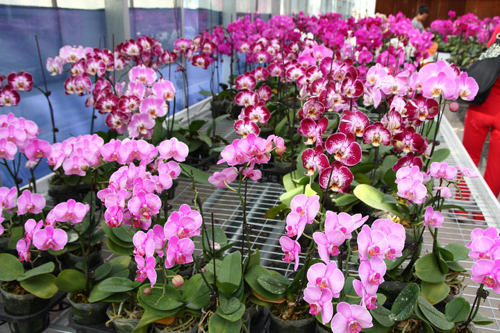 Xinjiang : berceau de la culture des orchidées papillons
