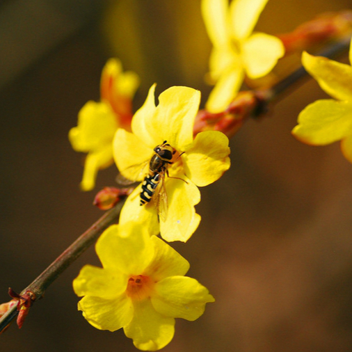 Qingdao : le jasmin d'hiver dans le parc Chengyang