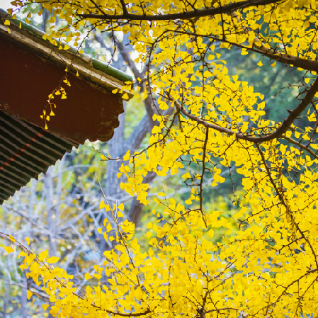 La beauté du temple de Dajue en automne