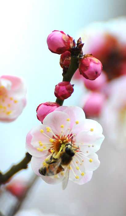 Beijing : cinq parcs pour admirer les abricotiers en fleurs