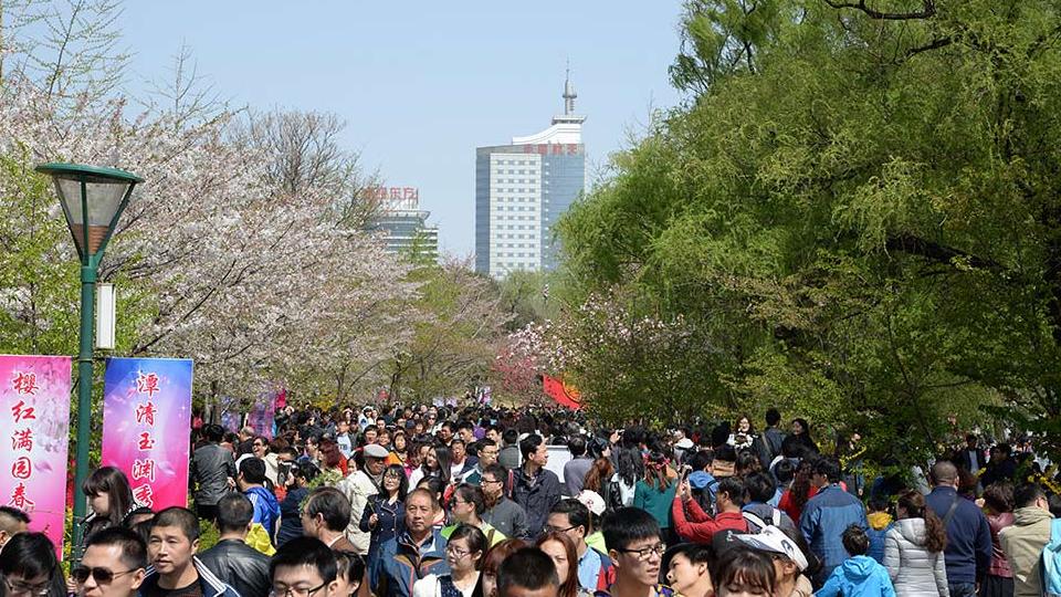 Beijing : les cerisiers en fleur au parc Yuyuantan