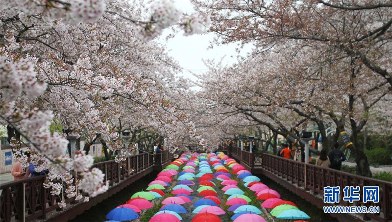 Le festival des cerisiers en fleurs de Changwon