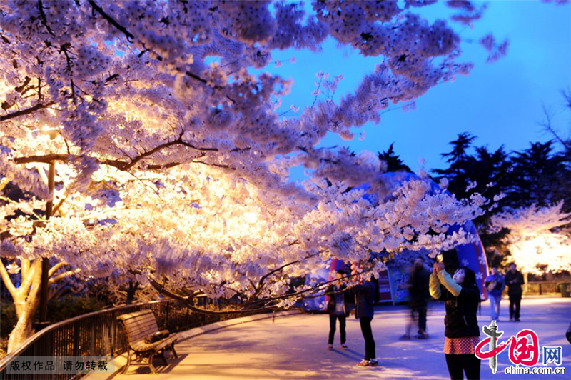 Illuminées par l&apos;éclairage public, les fleurs semblent encore plus belles que le jour.