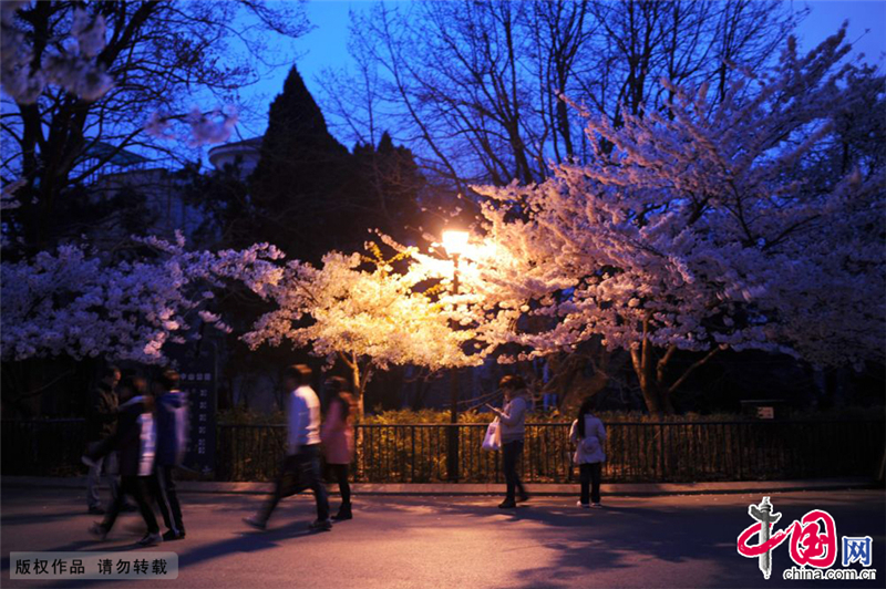 Qingdao : des cerisiers en fleurs illuminés !