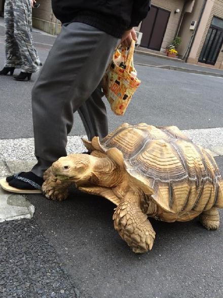 Tokyo : un vieil homme se promène avec sa tortue géante