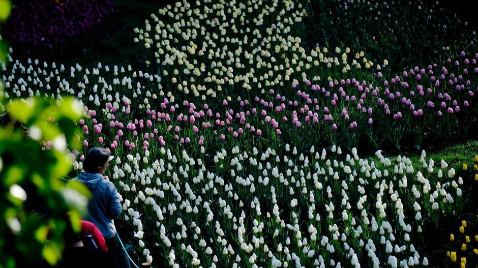 Beijing : 500 000 tulipes en fleurs au jardin botanique