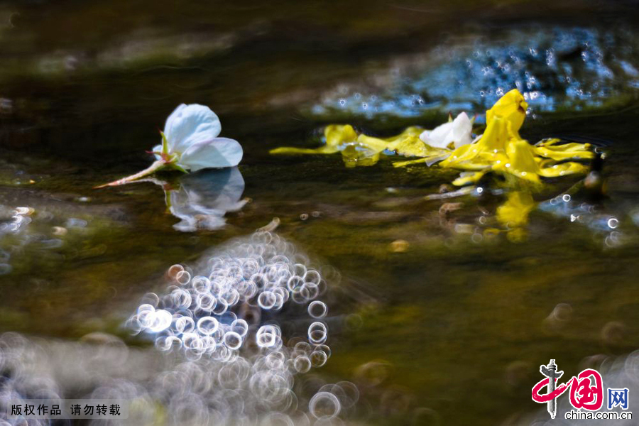 Photo prise le 26 avril à Qingdao, dans la province du Shandong. Les fleurs de pêcher fanent et tombent dans la rivière, un spectacle d’une beauté toute particulière immortalisé sur ces photos.