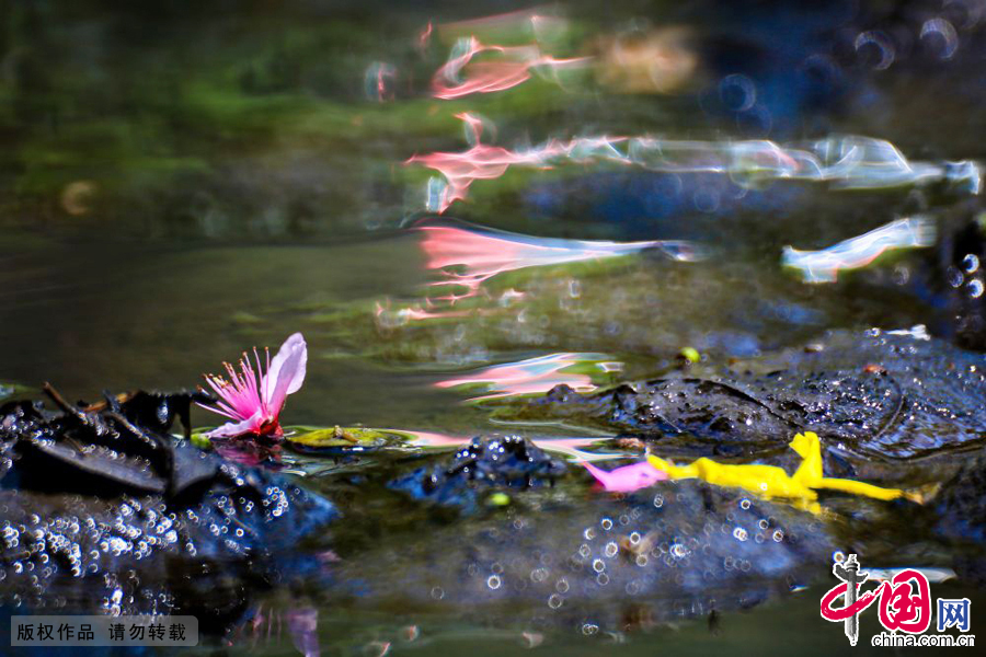 Photos : les fleurs du printemps sur la rivière