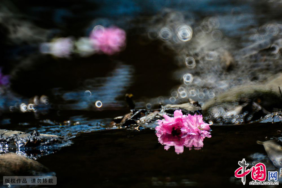 Photos : les fleurs du printemps sur la rivière