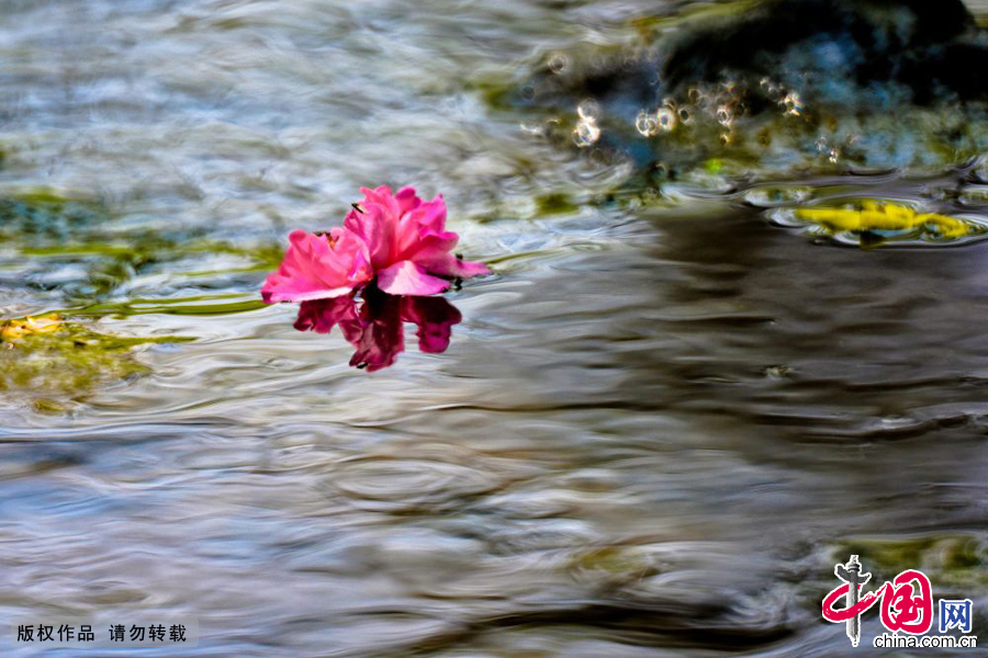 Photos : les fleurs du printemps sur la rivière