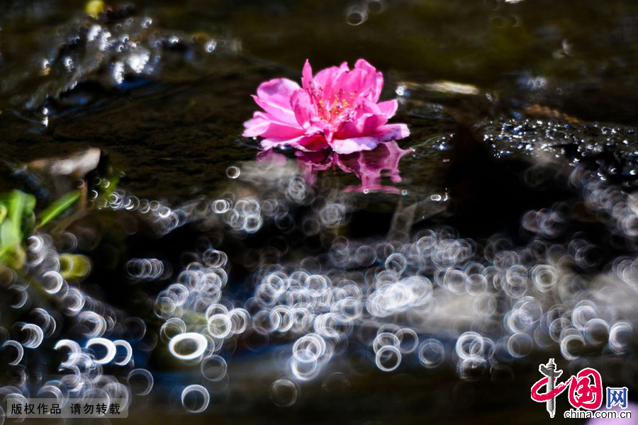 Photos : les fleurs du printemps sur la rivière