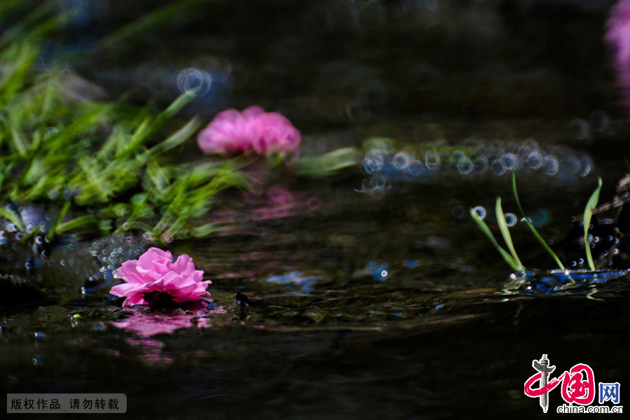 Photos : les fleurs du printemps sur la rivière