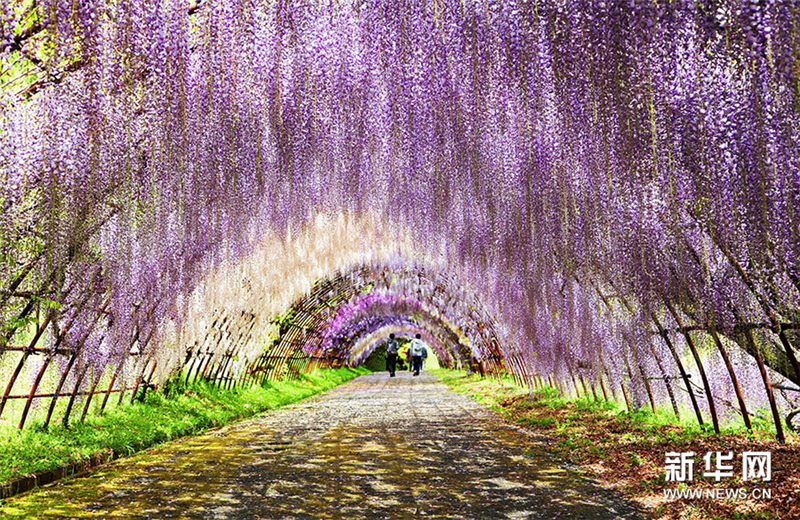 Japon : un tunnel de glycines à couper le souffle
