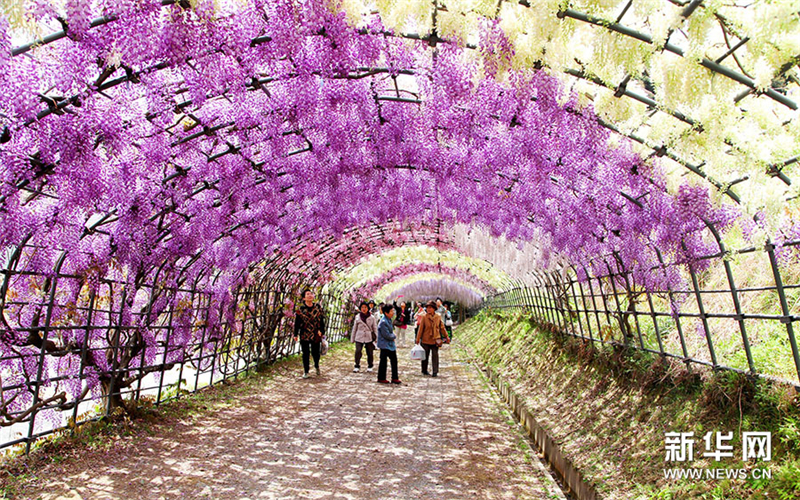 Japon : un tunnel de glycines à couper le souffle