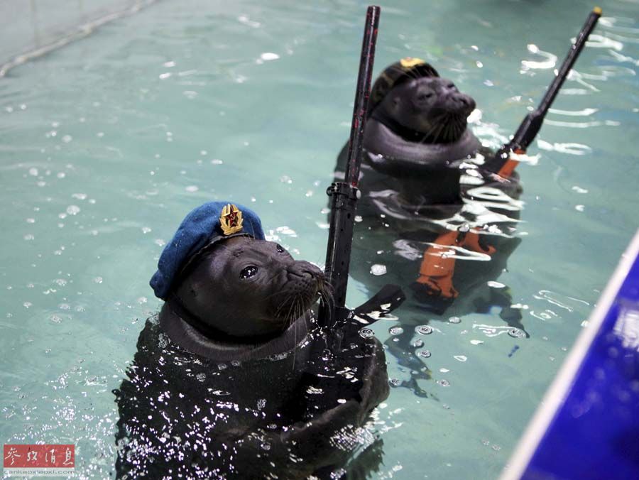 Russie : deux phoques paradent pour le 70e anniversaire de la victoire de 1945