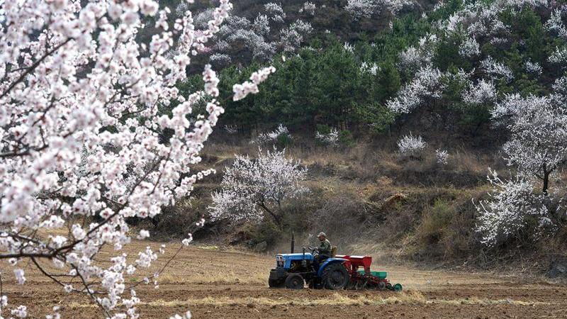 Beijing : le labourage printanier est en cours