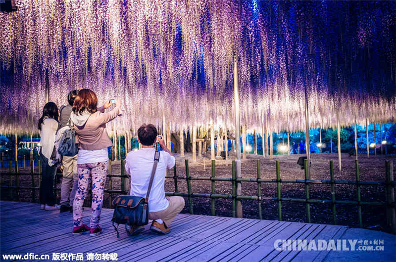 Japon : l&apos;arbre des âmes d&apos;Avatar est en fleurs !