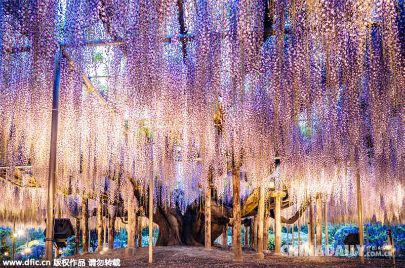Japon : l&apos;arbre des âmes d&apos;Avatar est en fleurs !