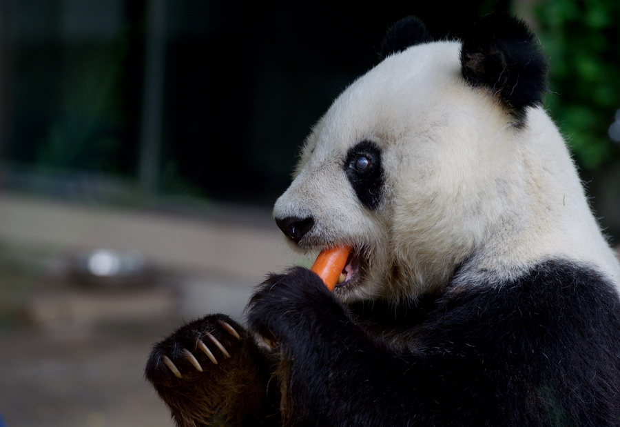 Le plus vieux panda de Chine fête ses 35 ans
