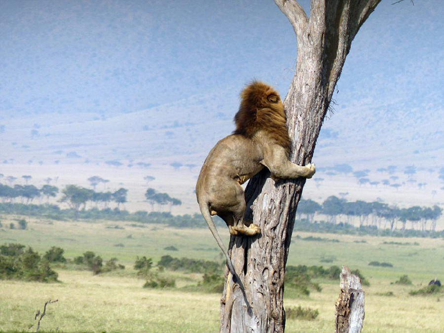 Insolite : attaqué par un troupeau de buffles, un lion se réfugie dans un arbre