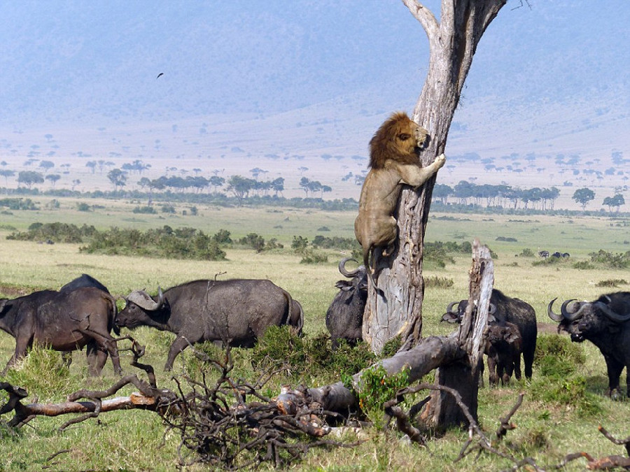 Insolite : attaqué par un troupeau de buffles, un lion se réfugie dans un arbre