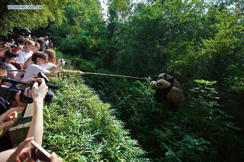 Douze Européens amateurs de pandas voyagent au Sichuan de Chine