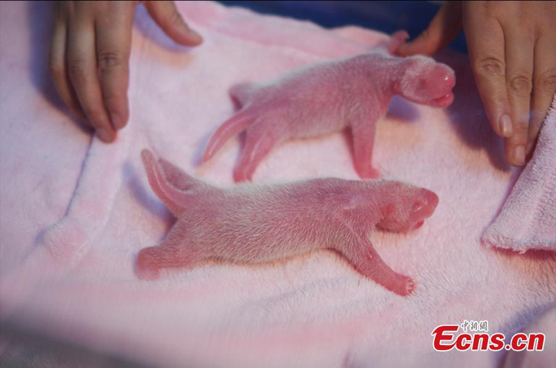 Deux doubles naissances de pandas à Chengdu