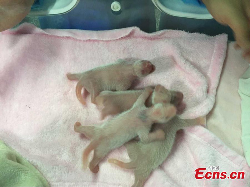 Deux doubles naissances de pandas à Chengdu