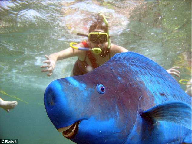 Hilarant : quand les animaux nous volent la vedette