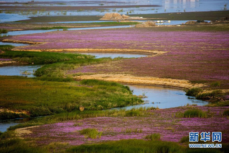 Le lac Poyang dans la province du Jiangxi (est) est connu pour être le plus grand lac d'eau douce de Chine. Vers la fin de l'automne, la saison sèche fait baisser la superficie du lac, et de petites fleurs violettes commencent à pousser sur la berge après le retrait des eaux.
