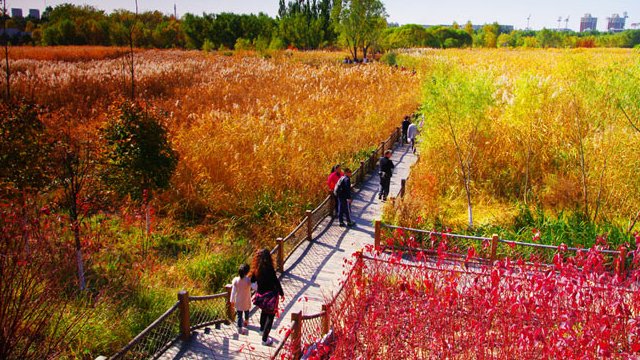 Beijing : les meilleurs endroits pour admirer les feuilles rouges de l'automne