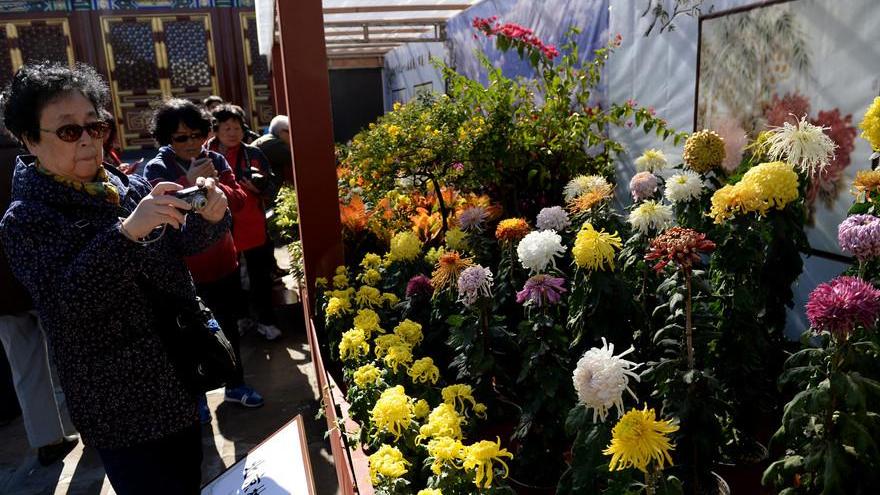 Beijing : exposition de chrysanthèmes au parc Beihai