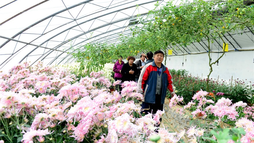 Beijing : ouverture de la 7e fête des chrysanthèmes de Pinggu