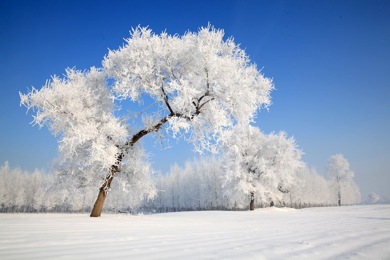 8 choses que vous ne saviez peut-être pas sur le « Début de l'Hiver »