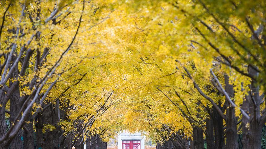 Beijing : les feuilles dorées des ginkgos au temple de la Terre