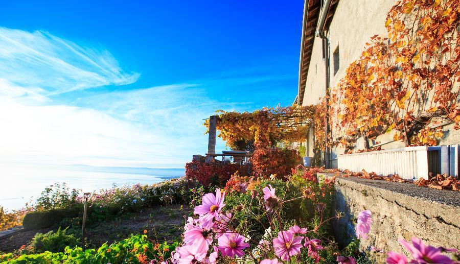 Galerie : l'automne dans la région viticole de Lavaux en Suisse