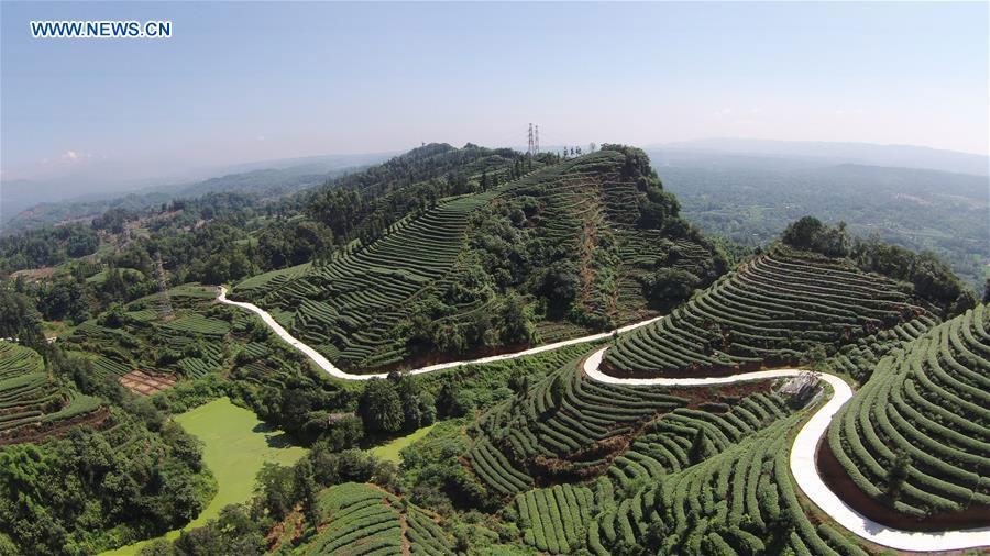 Photo aérienne prise le 1er juillet 2015, montrant un jardin de thé dans le village de Dingfeng, situé dans le canton de Fengming de la ville de Ya'an (province du Sichuan, Sud-Ouest de la Chine). 